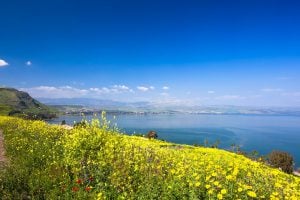 Yellow flowers near sea of Galilee in Israel, Fall Accessible Multicultural Tour
