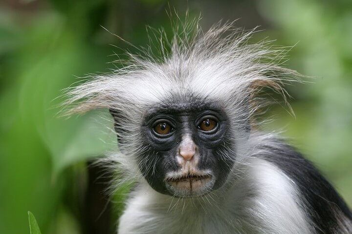 This little monkey is a red #colobus, a local endemic species found only in the Jozani forest on Unguja, the main island of the #Zanzibar archipelago. The destination is also known for its beaches and spices!